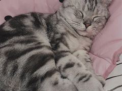 -白夜2D咖啡馆