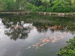 -西湖外事游船(花港观鱼码头)