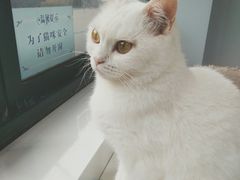 -喵的天空名猫咖啡馆·撸猫·猫舍·用品