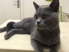 -瑞派康怡24h宠物医院·犬猫医疗中心·微创绝育(瑞景分院)