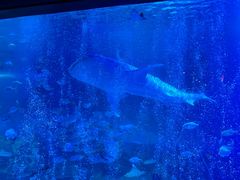 -烟台海昌鲸鲨海洋公园