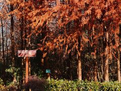 -上海海湾国家森林公园