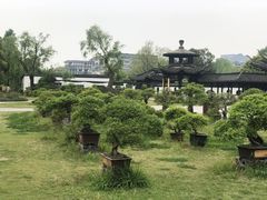 -盆景园(扬州大运河文化旅游度假区)
