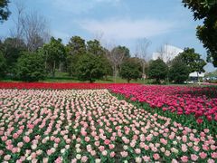 android_upload_pic-上海鲜花港