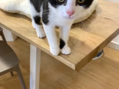 -有喵·猫咖·狗咖·30几只猫10只小狗(岗厦店)