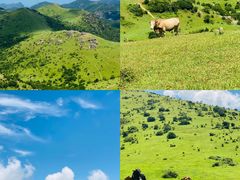 -大姆山草场