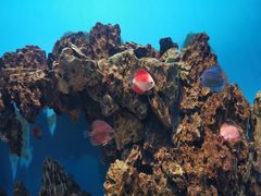 -海合安武汉极地海洋公园