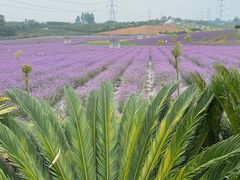 -紫颐香薰山谷景区