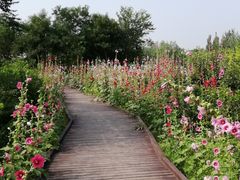 -西青郊野公园