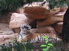 -北京野生动物园