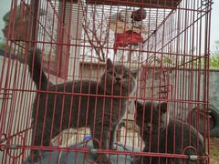 -纳吉亚猫专科动物诊疗中心(蒋宅口分院)