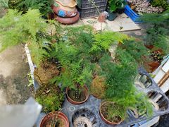 -桂林市花鸟市场