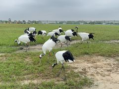 -盐城丹顶鹤湿地生态旅游区