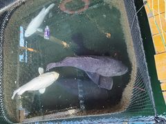 -蓝湾碧波·老字号·疍家非遗海上餐厅
