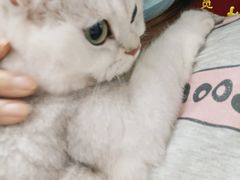 -中农国际动物医院24小时·猫科·骨科·急重症中心