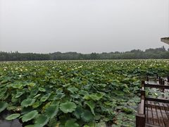 -廊坊市自然公园