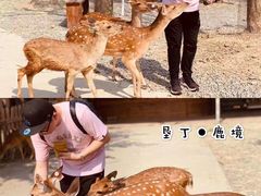 -鹿境梅花鹿生态园区