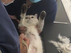 -伟伟宠物医院·CT影像中心·瑞派犬猫综合性门诊(汉口总院)