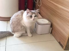 -猫咪咖啡店(新城大街店)