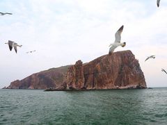-长岛万鸟岛