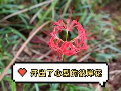 -洋湖国家湿地公园