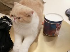 -飞行喵MR PILOT|猫舍·猫咖(静安大融城店)
