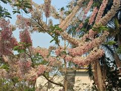 -中国科学院西双版纳热带植物园