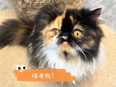 -More Fun猫咖 二十只万元加菲主题