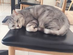 -平行世界·猫咖(首经贸店)