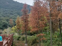 -广州市石门国家森林公园