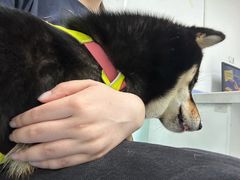 -达爱动物医院·犬猫分区·CT·复杂眼科(远洋山水分院)