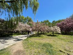 -莲花池公园