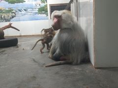 -西安秦岭野生动物园