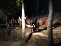 -清迈夜间动物园