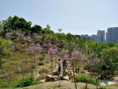 -聚龙山公园