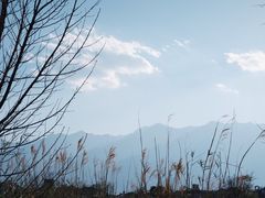 -才村湿地公园