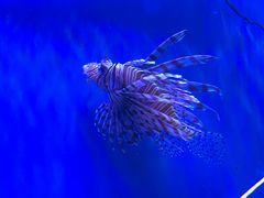 -太平洋海底世界