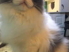 -李小姐の猫咖啡馆(五角场店)