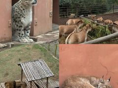 -青藏高原野生动物园