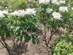 -黑龙江省森林植物园