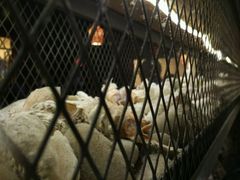 -大碗厨 25年老字号 现炒湘菜(四季天地店)