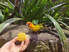 -吉隆坡雀鸟公园