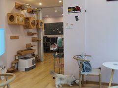 -猫咪派对(江南西店)