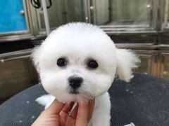 -芭比堂宠物医院·全科爱猫医院·仁德分院