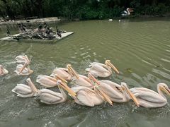 -广州长隆飞鸟乐园
