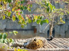 -石家庄市动物园