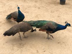 -萌宠亲子动物乐园(槐房万达店)