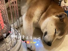 -喜柴咖啡·柴犬狗咖