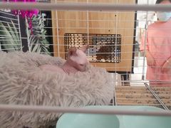 -平行世界·猫咖(首经贸店)