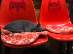 -猫咪博物馆(顶澳仔猫街店)